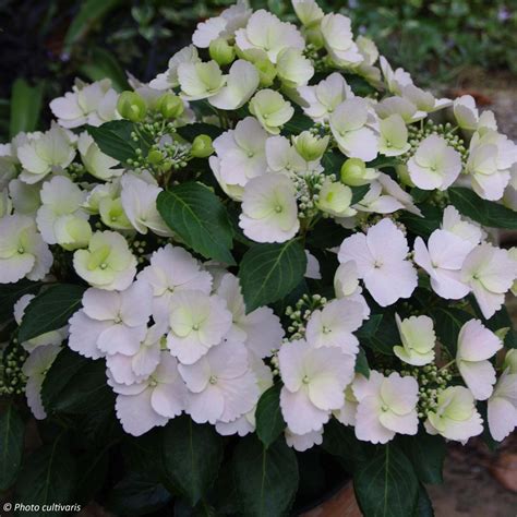 Hortensia Runaway Bride® en suspension sur une terrasse