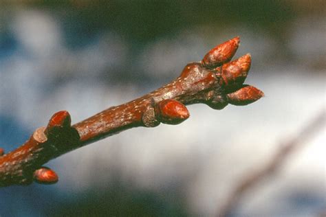 bourgeons divers