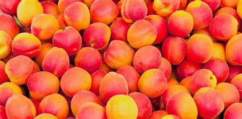 Tableau indicatif de maturation des variétés d'abricots