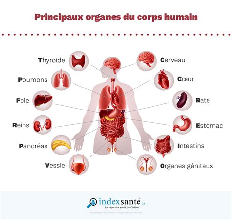 Infographie comparative des organes de réserve souterrains