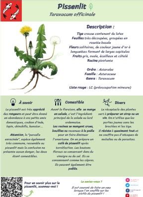 Schéma illustrant la rosette basale et la tige creuse du pissenlit