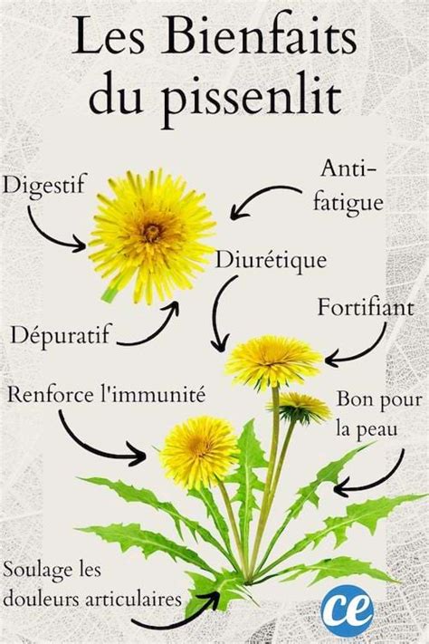 Infographie des bienfaits nutritionnels du pissenlit