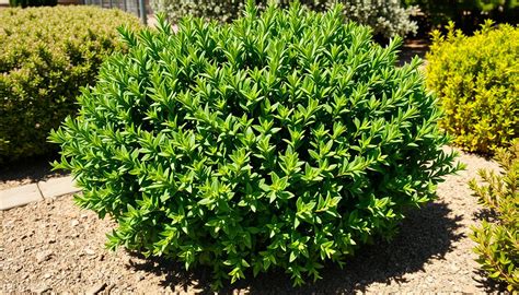 Petit jardin urbain avec arbustes persistants en pots