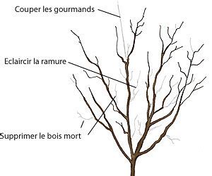 Schéma illustrant la structure d'un prunier bien taillé avec une ramure aérée