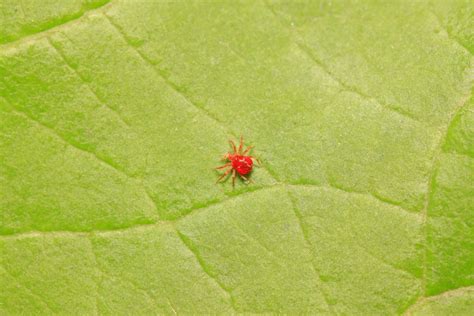 Image macroscopique d'une araignée rouge et de ses toiles sur une feuille