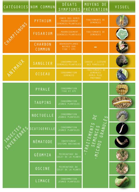 Tableau récapitulatif des traitements naturels pour les ravageurs et maladies du citronnier