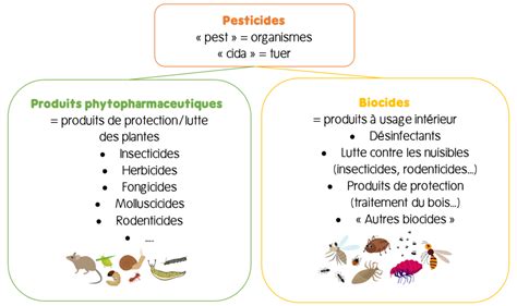 Infographie comparative entre les modes d'action des insecticides de contact et systémiques