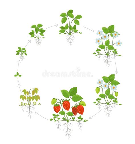 Schéma explicatif du cycle de croissance d'un plant de fraise, de la fleur au fruit mûr