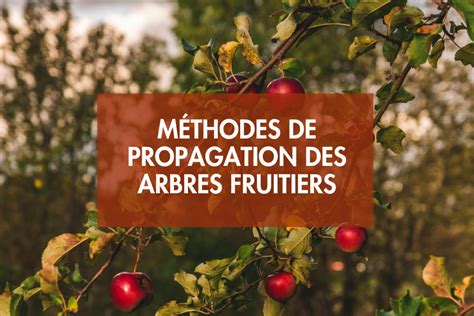 Schéma illustrant les trois types de pathologies des arbres fruitiers : fongiques, bactériennes et physiologiques