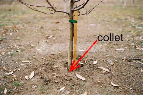 Diagnostic du collet d'un arbre fruitier : signes de pourriture et techniques de drainage