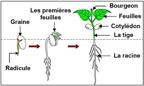 Schéma illustrant les étapes de germination d'une graine de gazon dans le sol