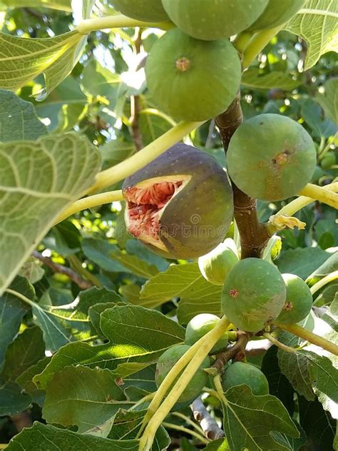 Figues mûres sur l'arbre
