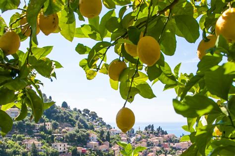 Gros plan sur un Citron de Menton IGP avec ses feuilles vertes