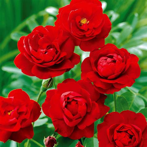 Rosiers paillés
