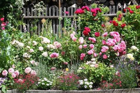 Plantes couvre-sols au pied des rosiers