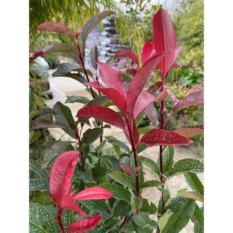 Photinia Red Robin en haie dense