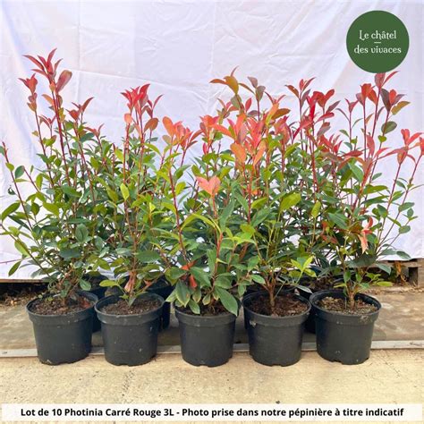 Comparaison visuelle des variétés de Photinia