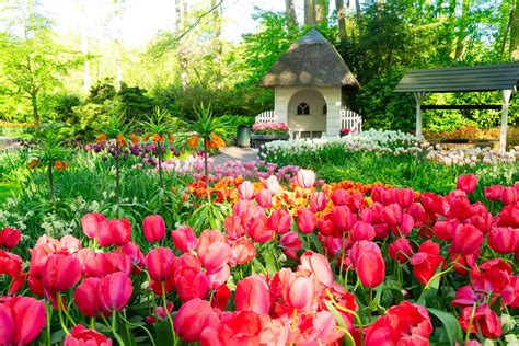 Jardin printanier coloré avec tulipes et narcisses