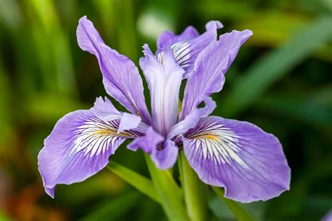 Photo macro d'une fleur d'Iris montrant ses détails de texture et de couleur
