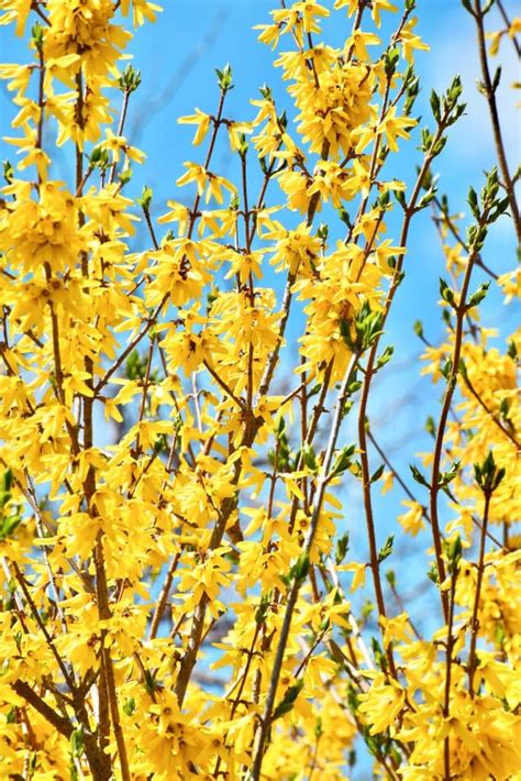 Un massif de forsythias en pleine floraison printanière