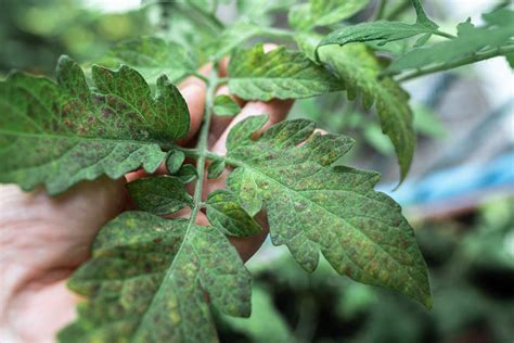 Illustration montrant les premiers signes du mildiou sur des feuilles de tomates
