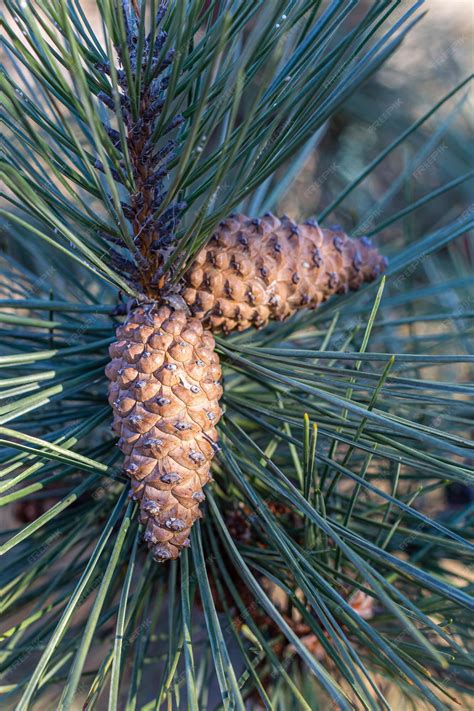 Gros plan sur les aiguilles coriaces d'un Pin des Bouddhistes