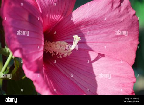Gros plan sur une fleur d'Hibiscus moscheutos