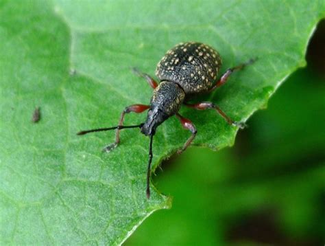Dégâts causés par les otiorhynques sur les feuilles de photinia