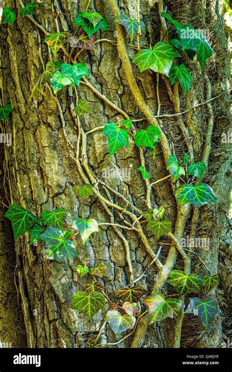 Arbre centenaire recouvert de lierre