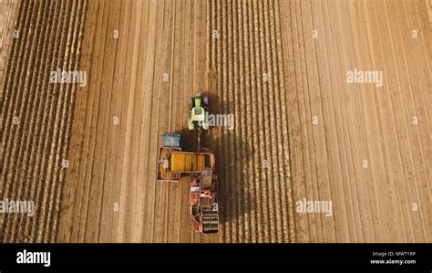 Champs de pommes de terre avec machines agricoles