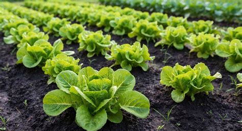 Plantation de jeunes salades après récolte de primeurs