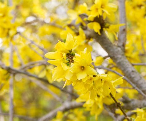 Arbuste de forsythia en automne avec des feuilles dorées