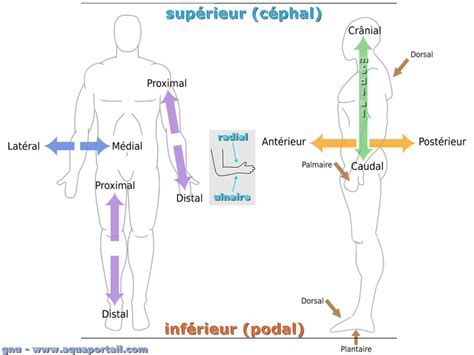 schéma anatomique montrant les emplacements populaires pour un tatouage