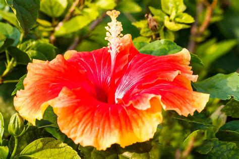 illustration d'une variété d'espèces d'hibiscus