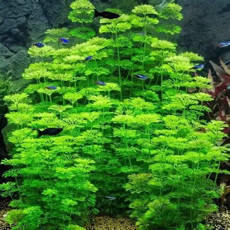 Photo macro montrant une tige de Limnophila sessiliflora avec des racines naissantes au niveau d'un nœud