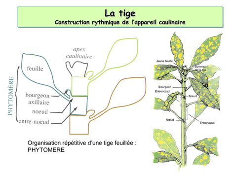 Infographie montrant la différence entre une tige saine et une tige lignifiée pour le bouturage