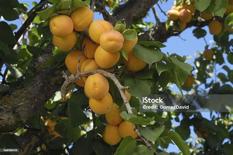 Gros plan sur des abricots mûrs Tardif de Tarbes