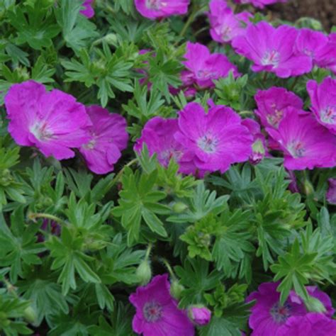Géranium sanguineum 'Max Frei' en gros plan