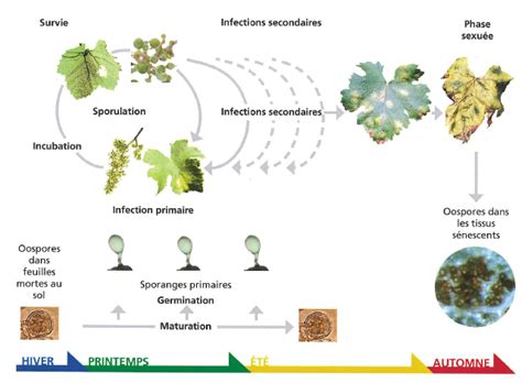 Schéma illustrant le cycle biologique du mildiou de la vigne, des oospores hivernales aux contaminations printanières