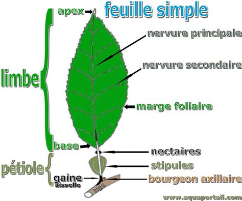 Schéma de la morphologie d'un cognassier sain avec ses feuilles et ses fruits