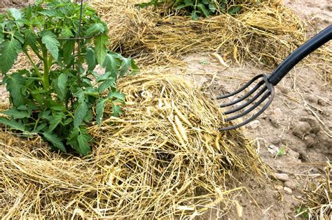 Illustration d'un potager en permaculture avec paillage diversifié