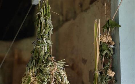 Bouquets d'herbes aromatiques suspendus tête en bas pour le séchage