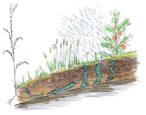 Schéma illustrant le lessivage des nutriments dans un pot de bonsaï lors de l'arrosage