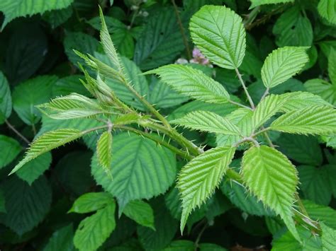 Ronce commune en milieu naturel avec ses caractéristiques tiges épineuses