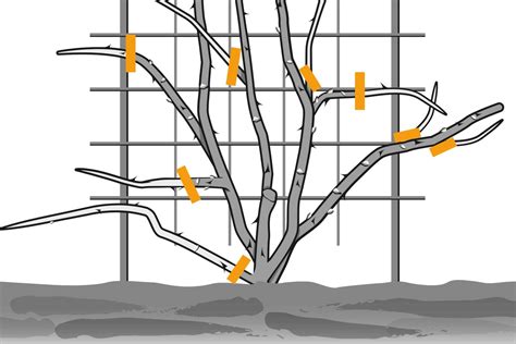 Schéma explicatif de la structure d'un rosier grimpant