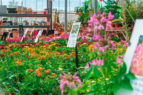 Gros plan sur un stand de pépiniériste présentant des variétés de fleurs rares