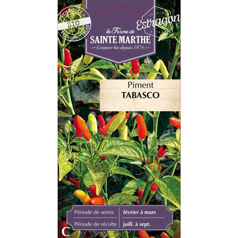 Plant de piment Tabasco avec ses fruits coniques caractéristiques