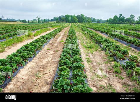 Champs de fraisiers en rangées ordonnées sous un soleil matinal