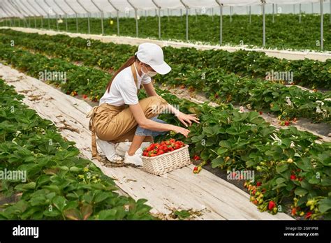 Travailleurs saisonniers cueillant des fraises avec des paniers en osier