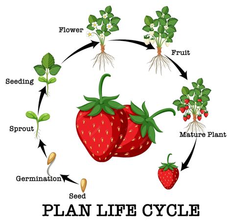 Schéma illustrant le cycle de vie d'une fraise et les étapes de la récolte
